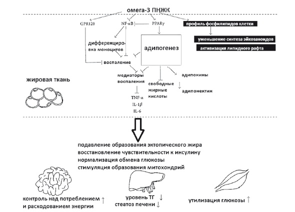 Неалкогольная жировая болезнь печени