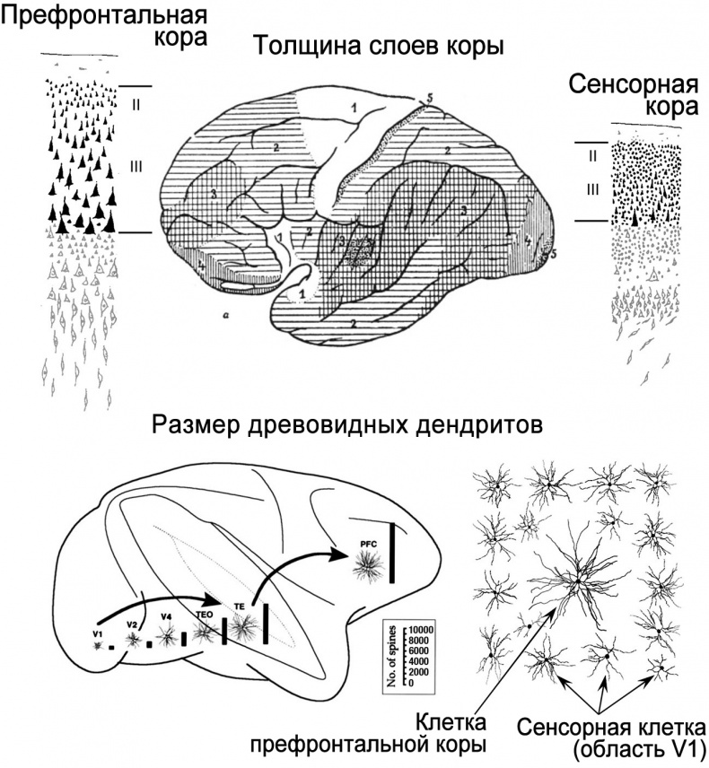 Сознание и мозг. Как мозг кодирует мысли