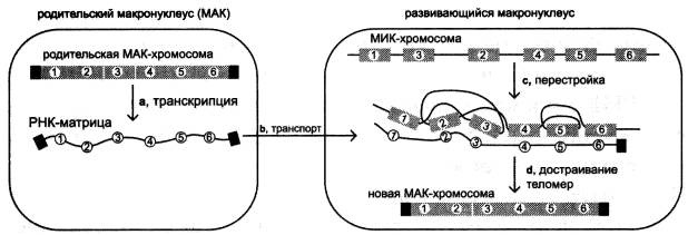 Рождение сложности. Эволюционная биология сегодня. Неожиданные открытия и новые вопросы