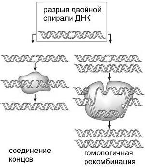 Рождение сложности. Эволюционная биология сегодня. Неожиданные открытия и новые вопросы