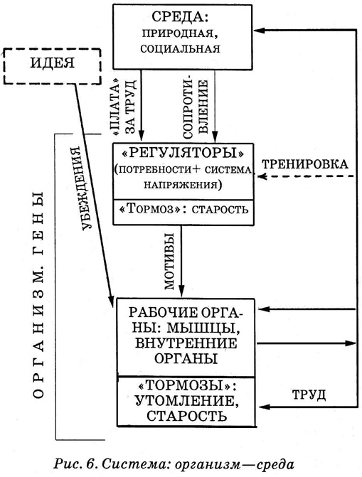 Энциклопедия Амосова. Алгоритм здоровья