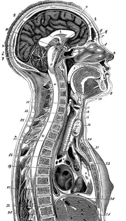 Модицина. Encyclopedia Pathologica