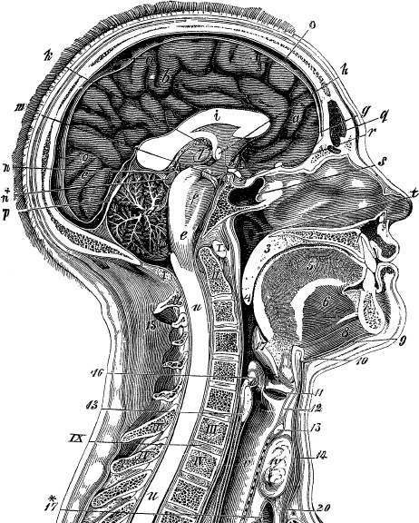 Модицина. Encyclopedia Pathologica