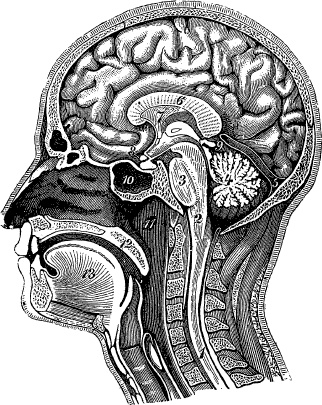 Модицина. Encyclopedia Pathologica