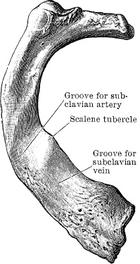 Модицина. Encyclopedia Pathologica