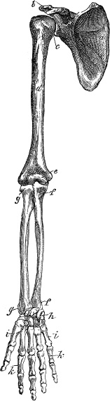 Модицина. Encyclopedia Pathologica