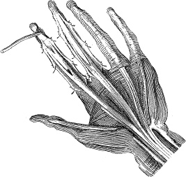 Модицина. Encyclopedia Pathologica