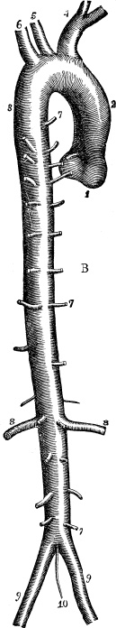 Модицина. Encyclopedia Pathologica