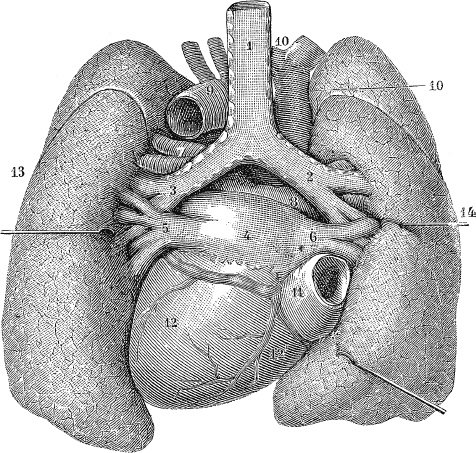 Модицина. Encyclopedia Pathologica