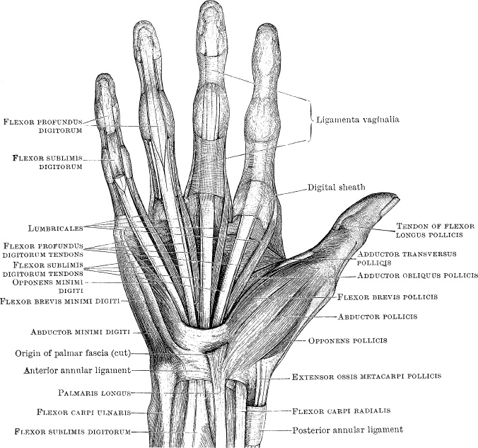 Модицина. Encyclopedia Pathologica