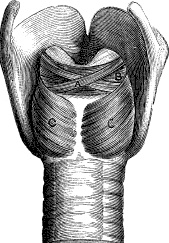 Модицина. Encyclopedia Pathologica