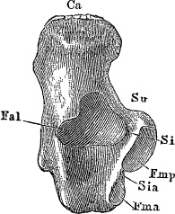 Модицина. Encyclopedia Pathologica