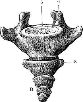 Модицина. Encyclopedia Pathologica