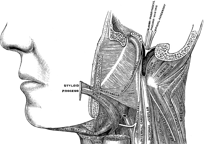 Модицина. Encyclopedia Pathologica