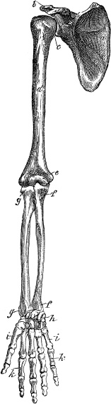 Модицина. Encyclopedia Pathologica