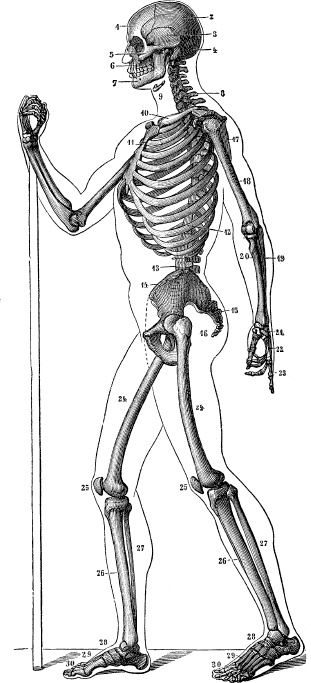 Модицина. Encyclopedia Pathologica