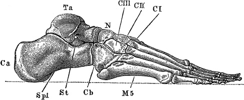 Модицина. Encyclopedia Pathologica