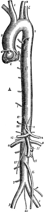 Модицина. Encyclopedia Pathologica