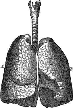 Модицина. Encyclopedia Pathologica