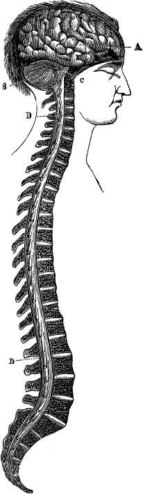 Модицина. Encyclopedia Pathologica