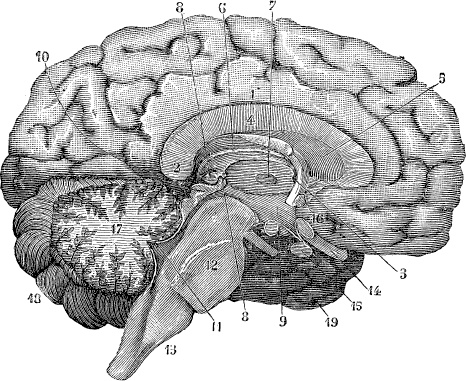 Модицина. Encyclopedia Pathologica