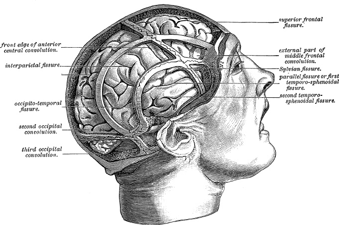 Модицина. Encyclopedia Pathologica