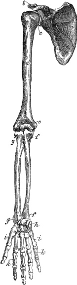 Модицина. Encyclopedia Pathologica