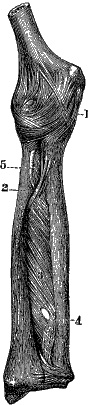 Модицина. Encyclopedia Pathologica