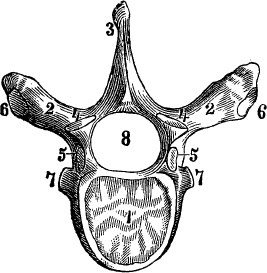 Модицина. Encyclopedia Pathologica