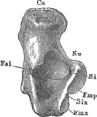 Модицина. Encyclopedia Pathologica