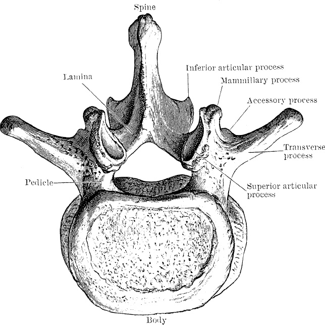 Модицина. Encyclopedia Pathologica