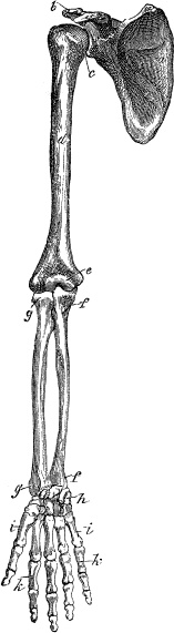 Модицина. Encyclopedia Pathologica