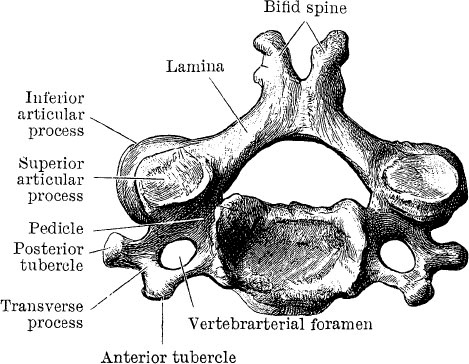 Модицина. Encyclopedia Pathologica