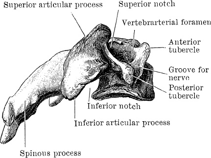 Модицина. Encyclopedia Pathologica