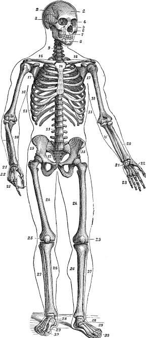 Модицина. Encyclopedia Pathologica