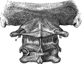 Модицина. Encyclopedia Pathologica