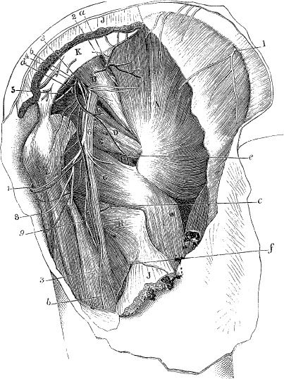 Модицина. Encyclopedia Pathologica