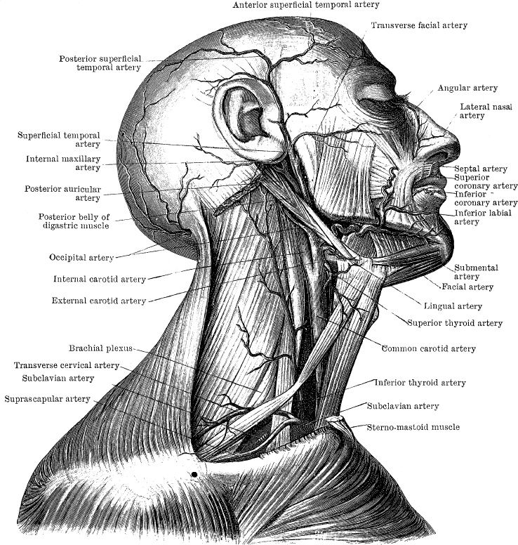 Модицина. Encyclopedia Pathologica