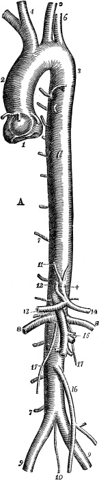 Модицина. Encyclopedia Pathologica