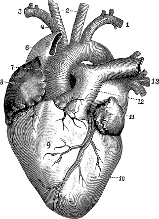 Модицина. Encyclopedia Pathologica