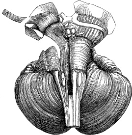 Модицина. Encyclopedia Pathologica