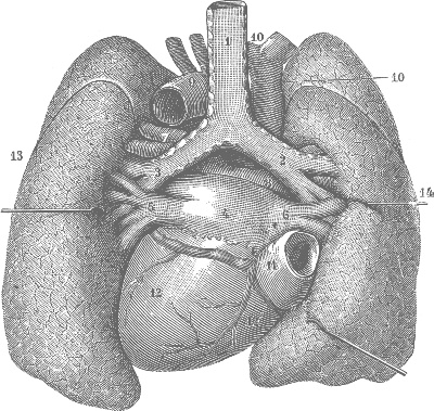 Модицина. Encyclopedia Pathologica