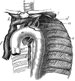 Модицина. Encyclopedia Pathologica