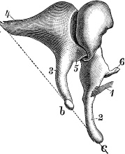 Модицина. Encyclopedia Pathologica