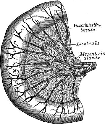 Модицина. Encyclopedia Pathologica