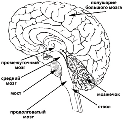 Инсульт. Жизнь до и после