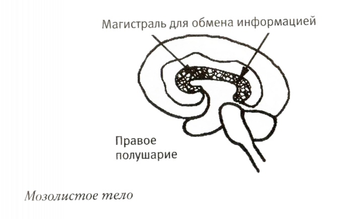 Мой инсульт был мне наукой. История собственной болезни, рассказанная нейробиологом