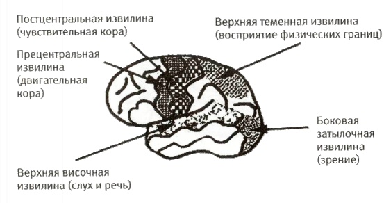 Мой инсульт был мне наукой. История собственной болезни, рассказанная нейробиологом