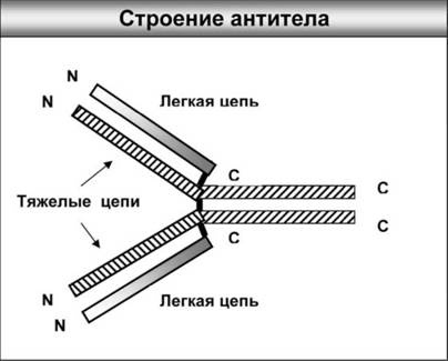 Имя ему СПИД. Четвертый всадник Апокалипсиса