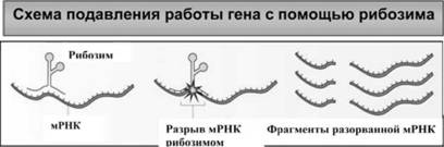 Имя ему СПИД. Четвертый всадник Апокалипсиса